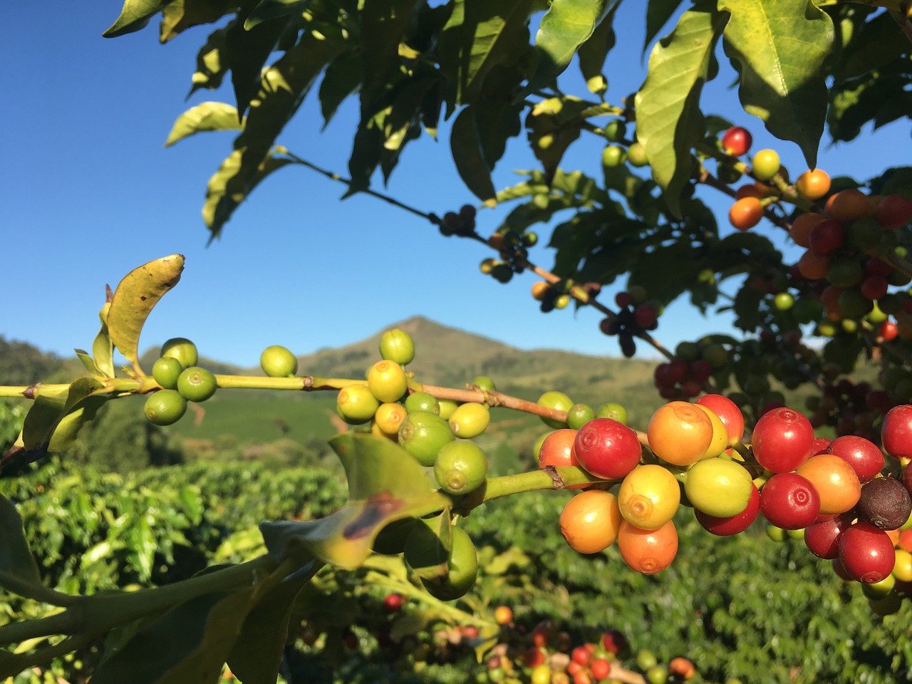 Leia mais sobre o artigo Entendendo os Preços do Café para o Produtor Rural